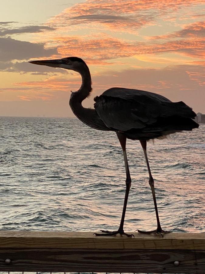 Beautiful! Sunset Harbor Condo For 2-Top Floor 1-309, Navarre Beach エクステリア 写真